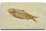 Detailed Fossil Fish (Knightia) - Wyoming #330792-1